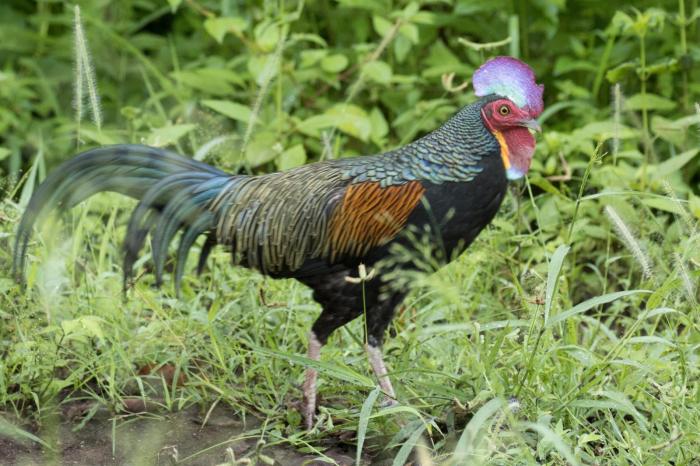 Budidaya Ayam Hutan Hijau Untuk Konservasi Alam