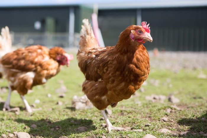 Pengaruh Pemberian Vaksin Terhadap Kesehatan Ayam Petelur