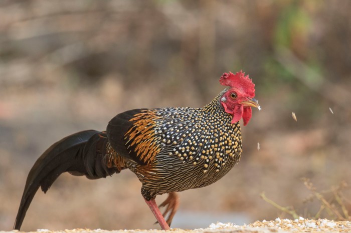 Menganalisis Interaksi Ayam Hutan Dengan Spesies Lain