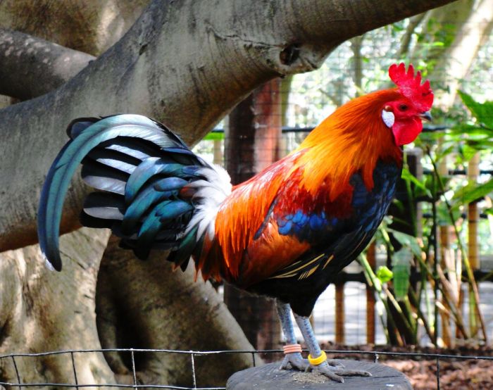 Ancaman Kepunahan Ayam Hutan Merah Di Jawa