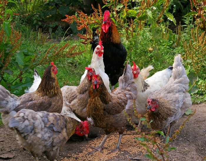 Prospek Usaha Ternak Ayam Kampung Di Masa Depan