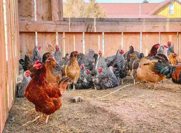 Pengaruh Pemberian Vaksin Terhadap Kesehatan Ayam Petelur