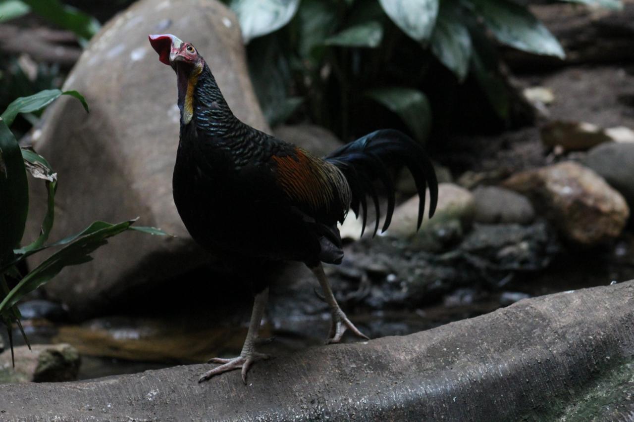 Junglefowl gallus varius theonlinezoo