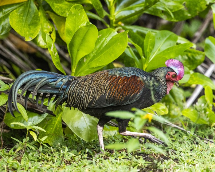 Budidaya Ayam Hutan Hijau Untuk Konservasi Alam