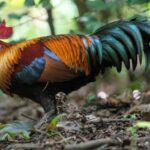 Junglefowl jason