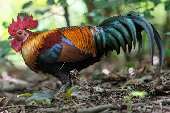 Junglefowl jason